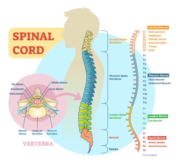 spinal cord scoliosis injury common spine pain injuries causes back cause accidents most conditions treatments natural side damage vertebrae twitter
